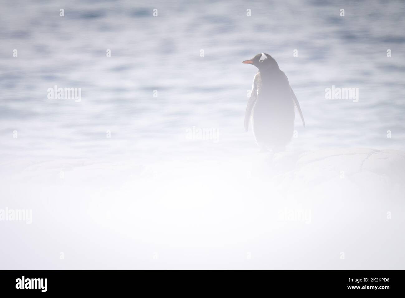 Gentoo penguin stands turning left in snowstorm Stock Photo