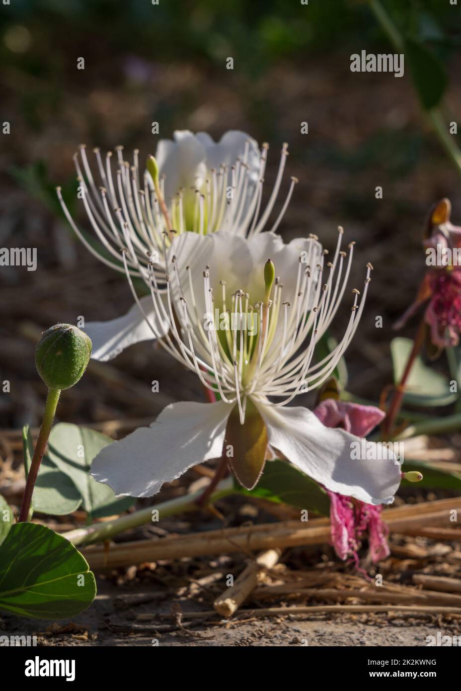 Close up view of fresh white flowers of capparis spinosa or caper bush outdoors in bright sunlight Stock Photo