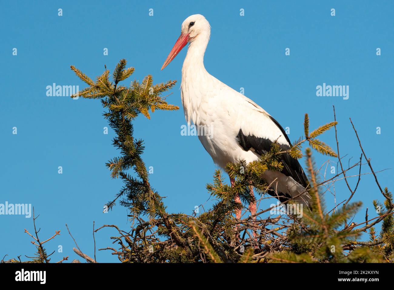 Stork in nest high on top of fir tree Stock Photo