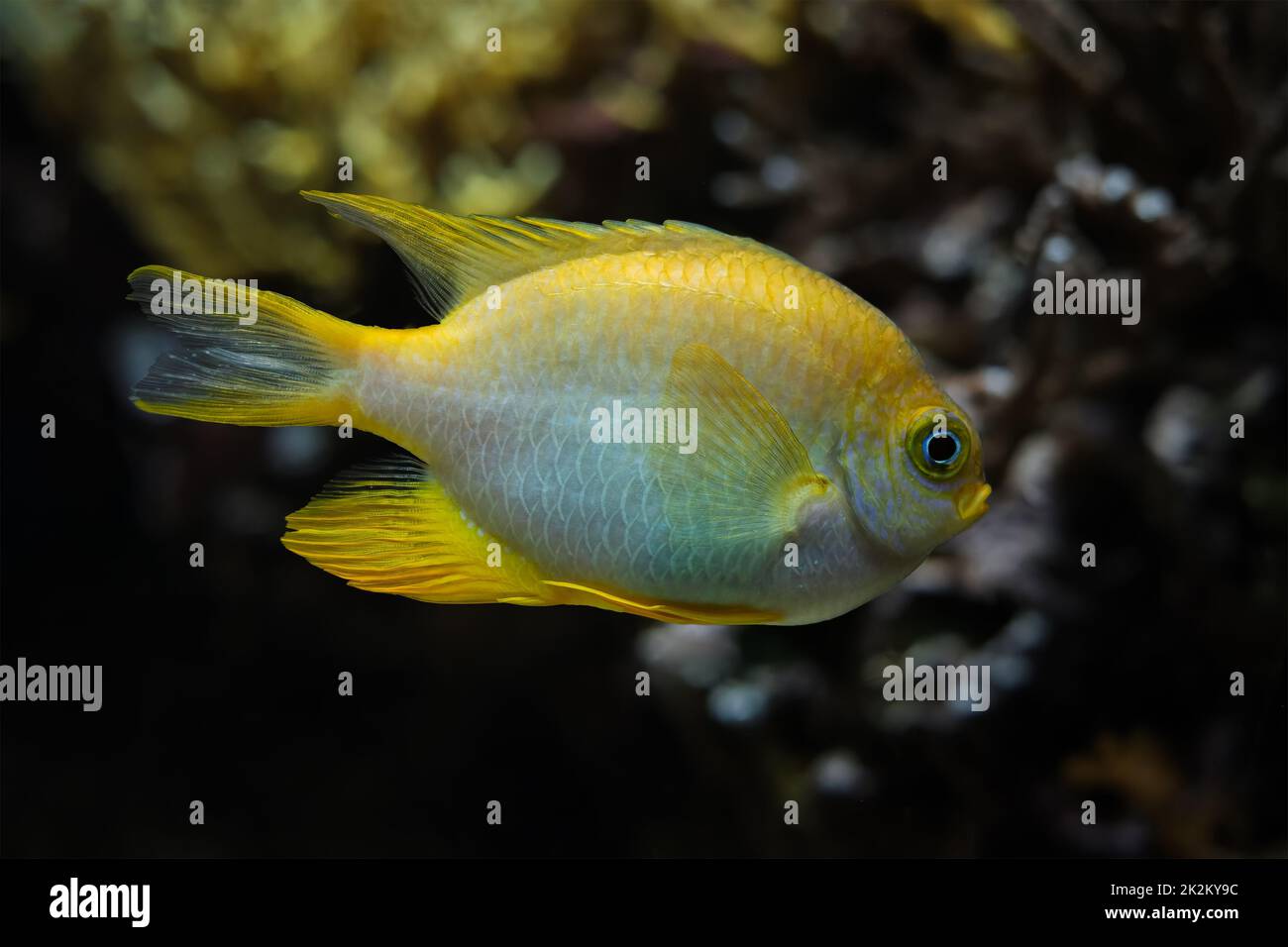 Golden damselfish fish underwater in sea Stock Photo Alamy