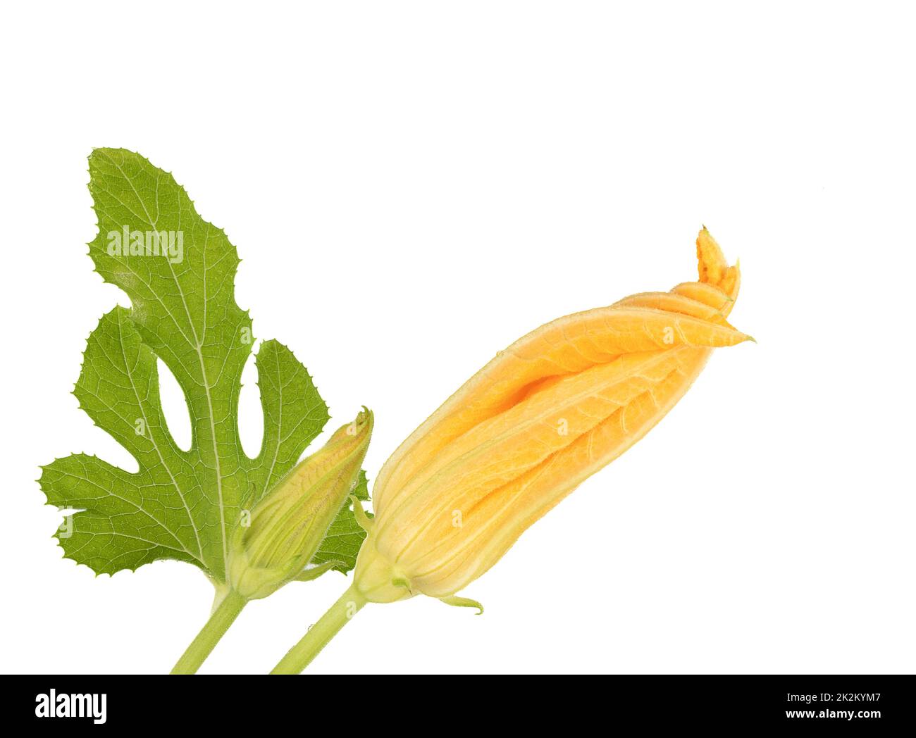 Closed buds of zucchini flowers with green leaves on a white background ...