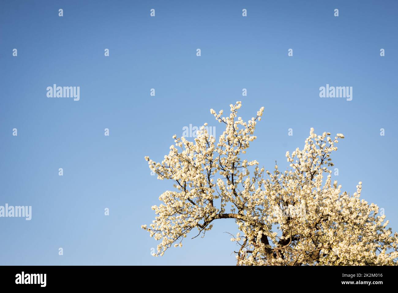Spring cherry plum blossom. White flowers of blomming trees on blue sky background Stock Photo