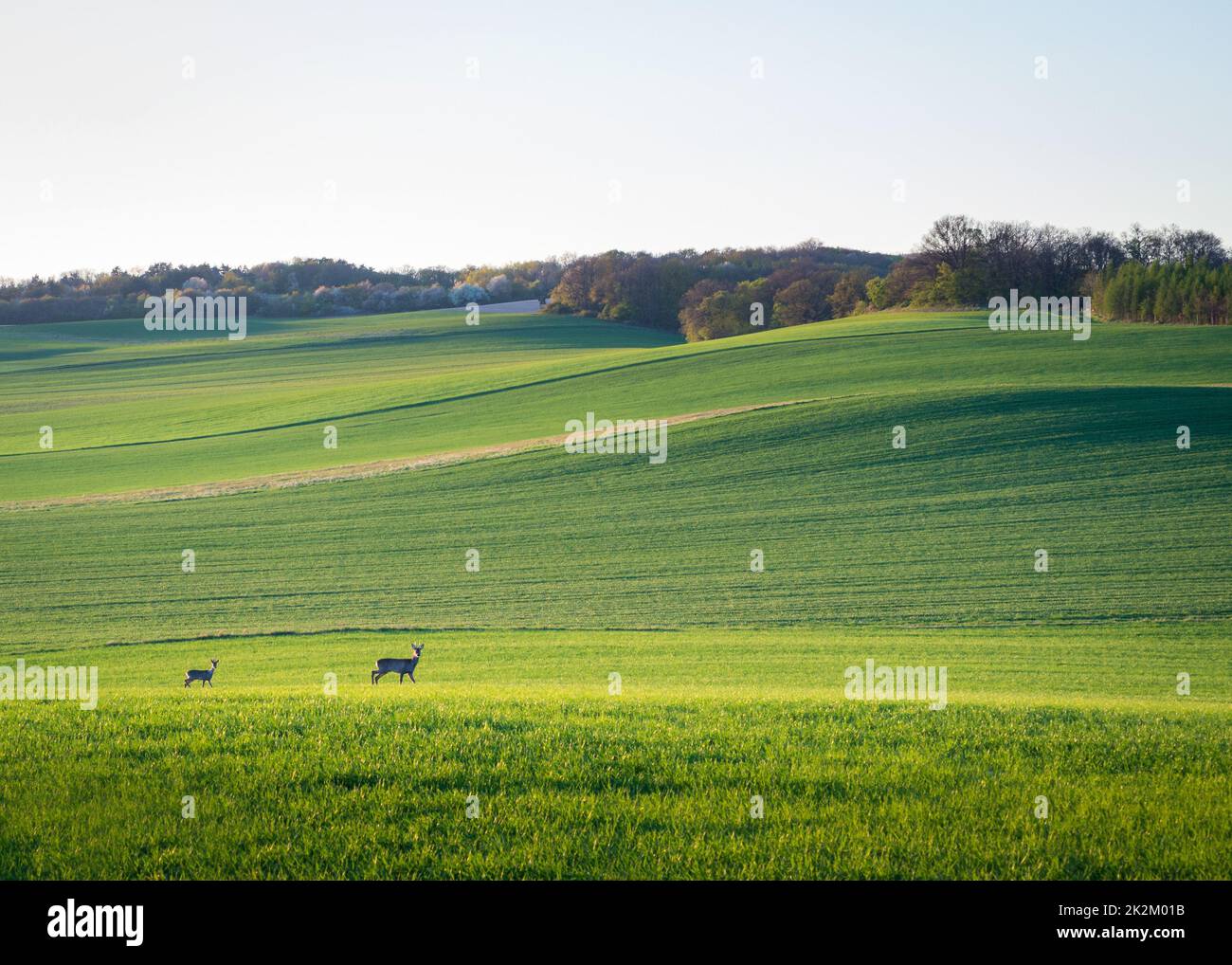 Green farm field with roe deer in spring in Burgenland Stock Photo