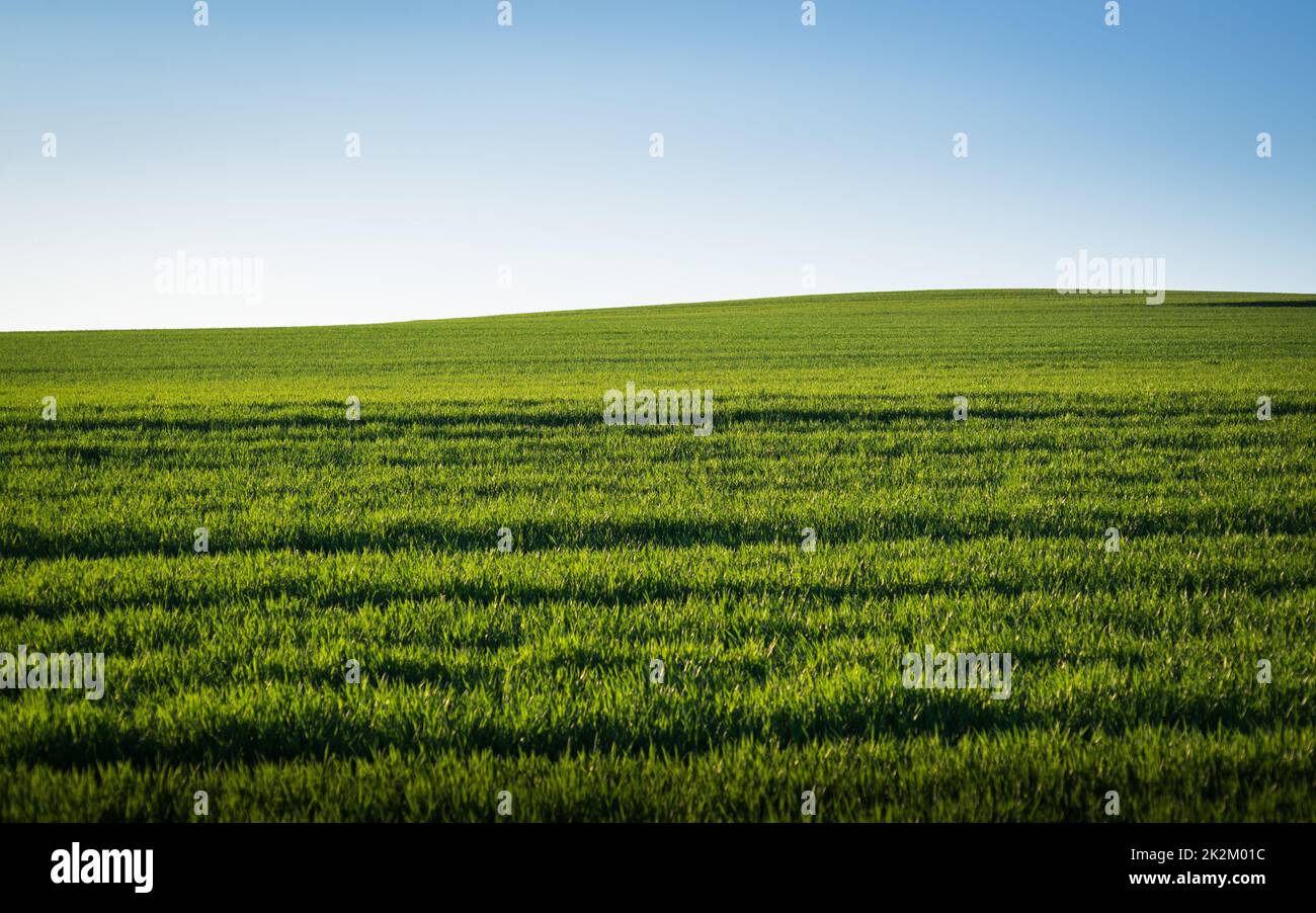 Green farm field in spring in Burgenland Stock Photo