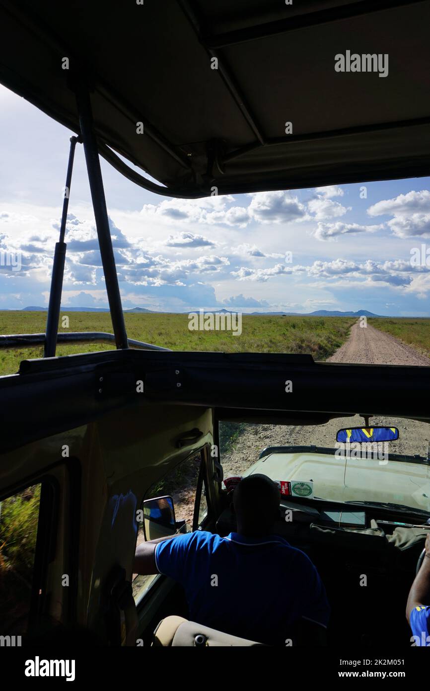 Game drive in the Serengeti with the roof of our 4x4 open Stock Photo