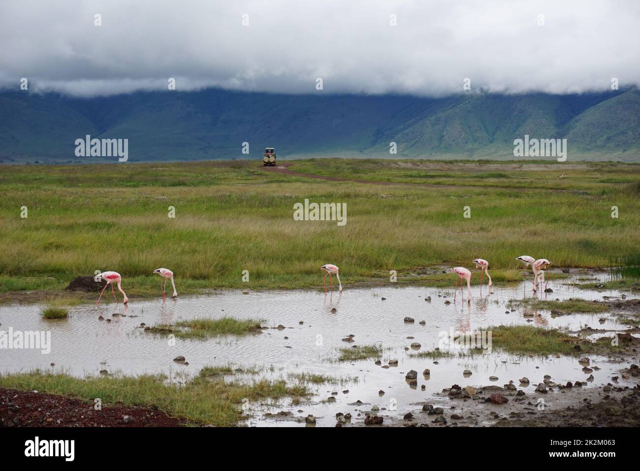 Group of flamingos standing in the water with 4x4 in the background, Norongoro Stock Photo