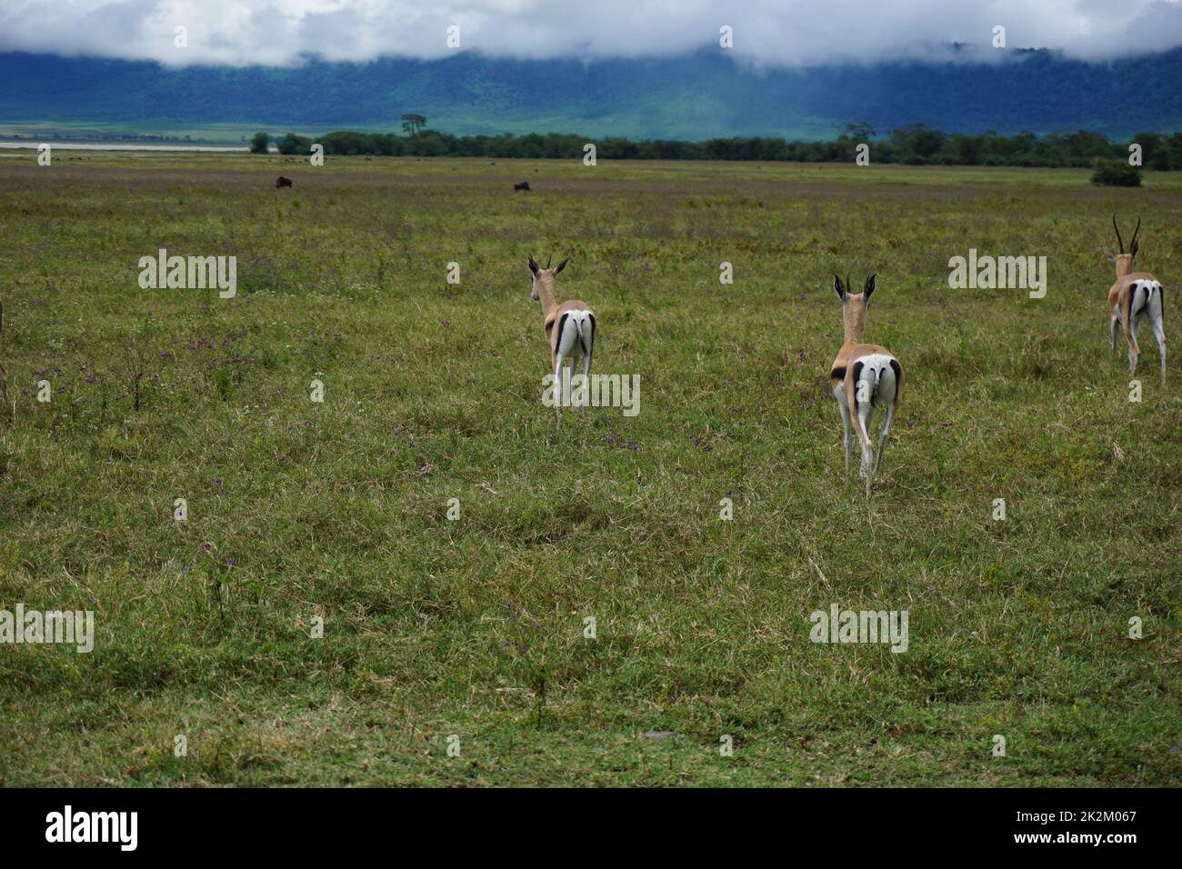 Group of three Thomson's Gazelles caught in the Ngorongoro Crater Stock Photo