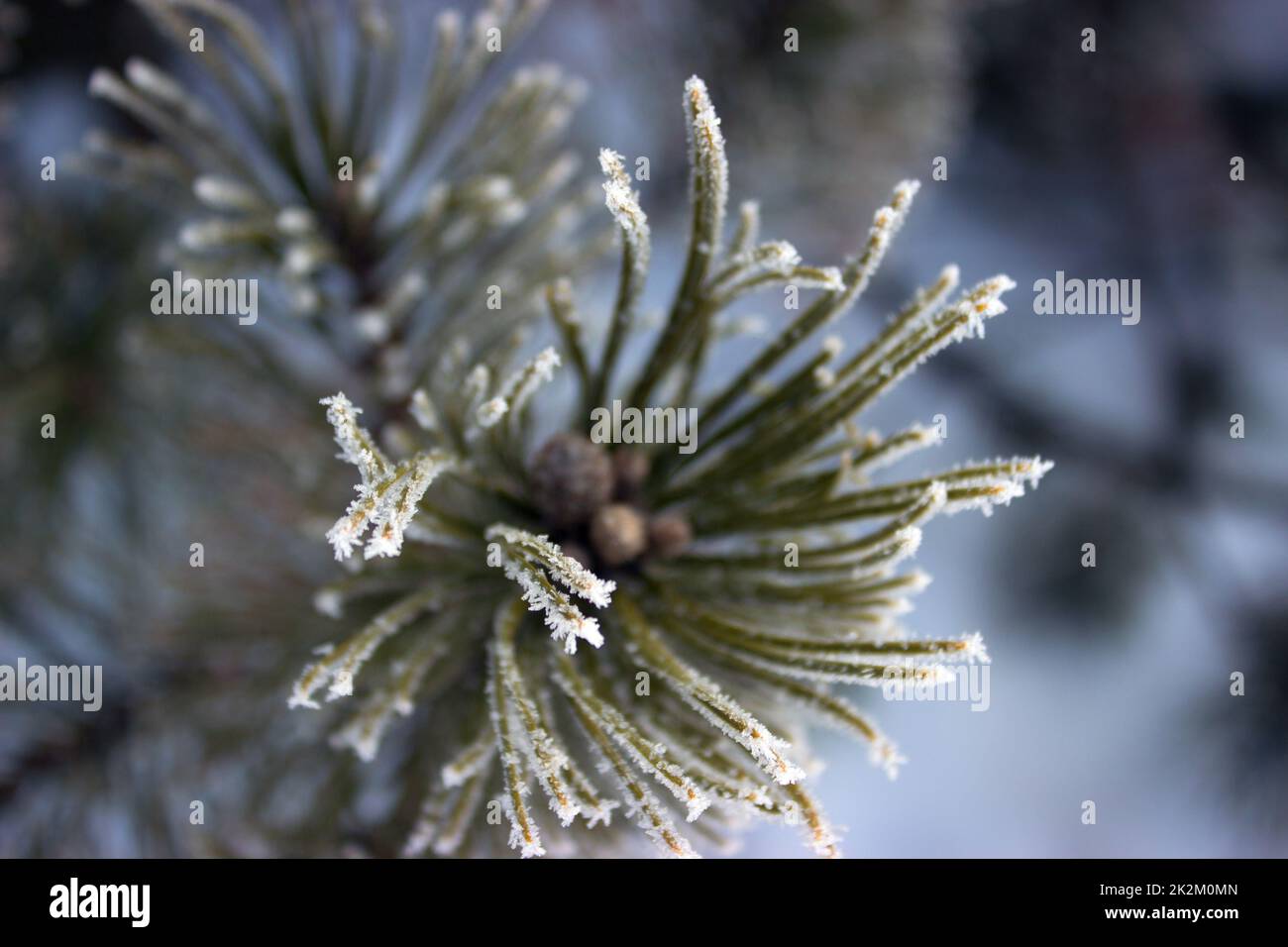 Needles pine frost. Stock Photo
