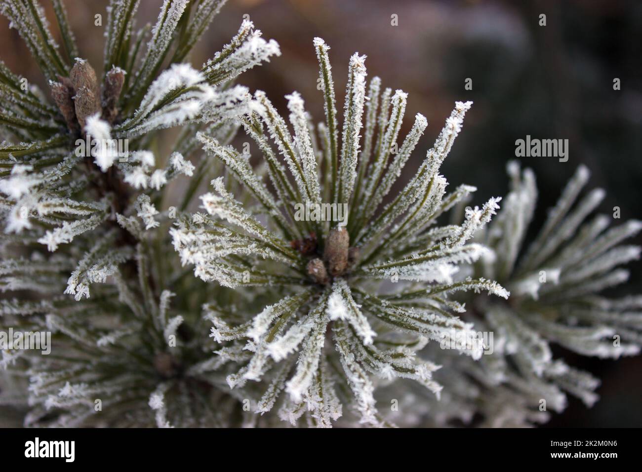 Needles pine frost. Stock Photo