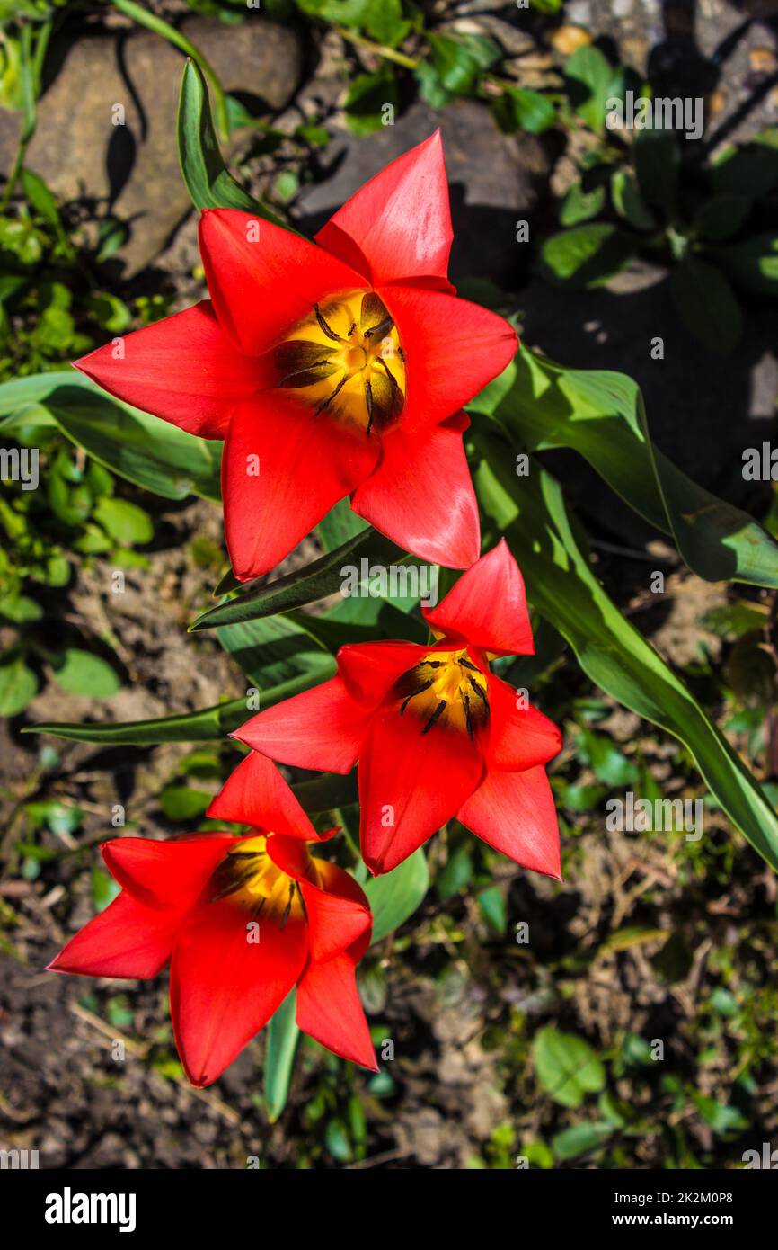 First spring tulips Stock Photo