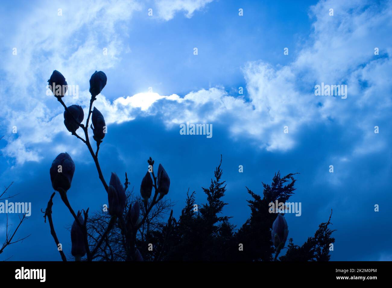 The first spring buds of magnolia in the sunshine Stock Photo - Alamy