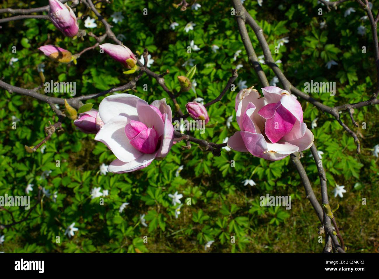 The first spring flowers of magnolia Stock Photo - Alamy
