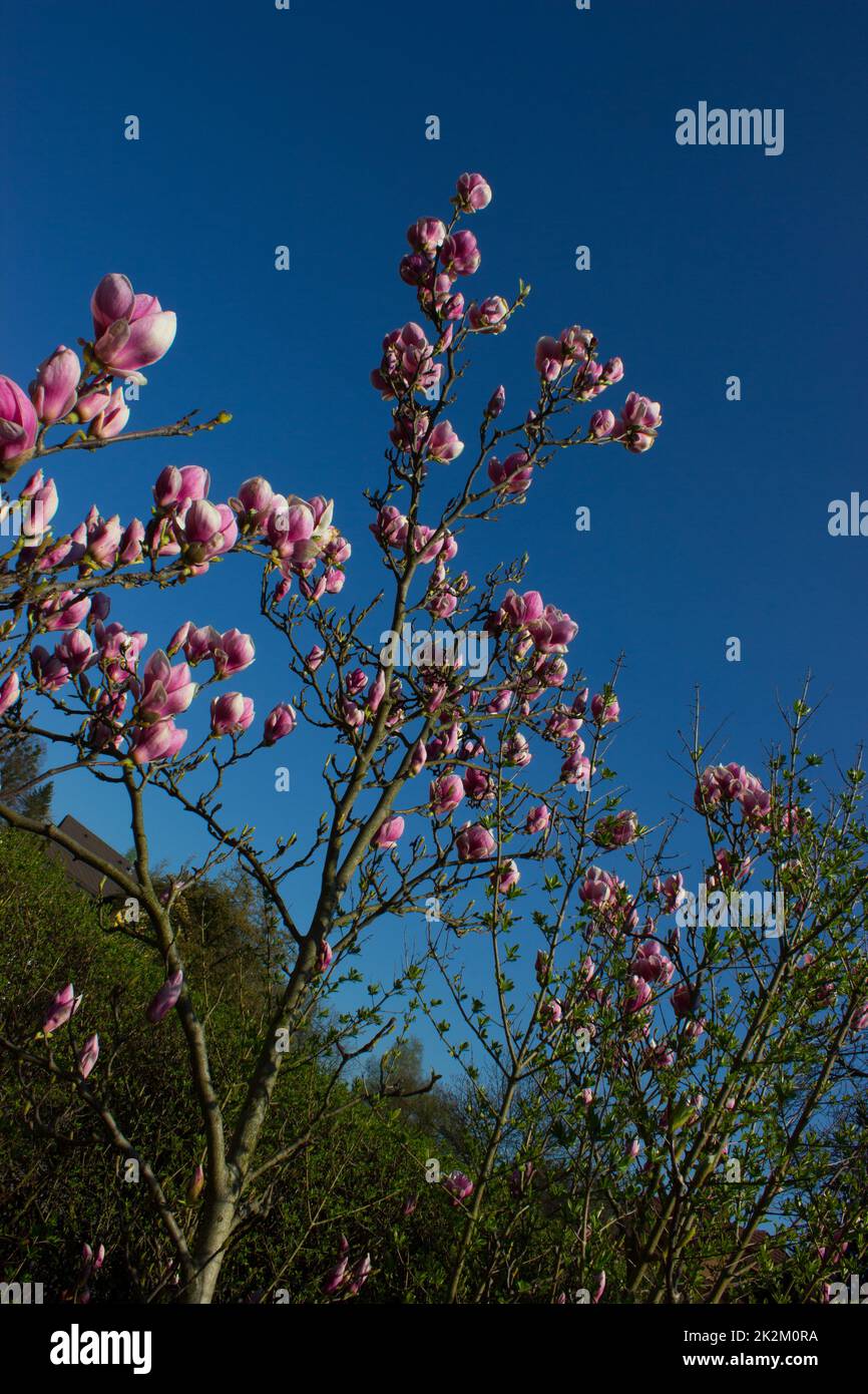 The first spring flowers of magnolia Stock Photo - Alamy