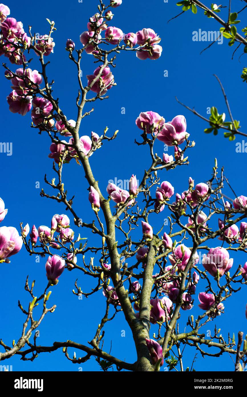 The first spring flowers of magnolia Stock Photo - Alamy