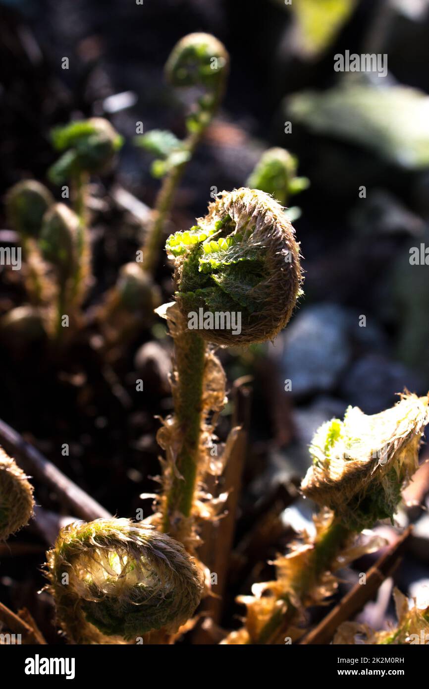 Spring young fern Stock Photo - Alamy