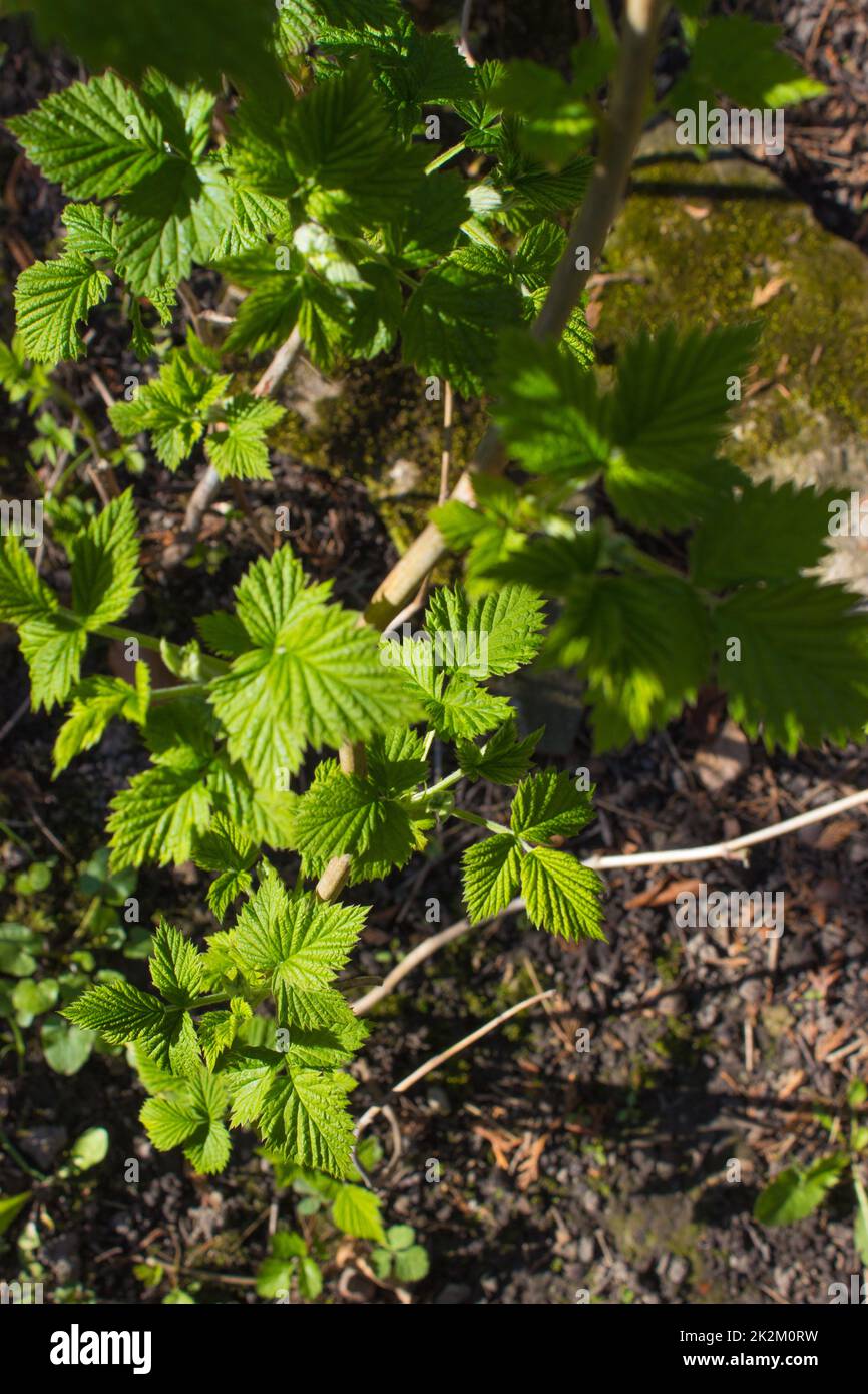 Raspberry bush Stock Photo