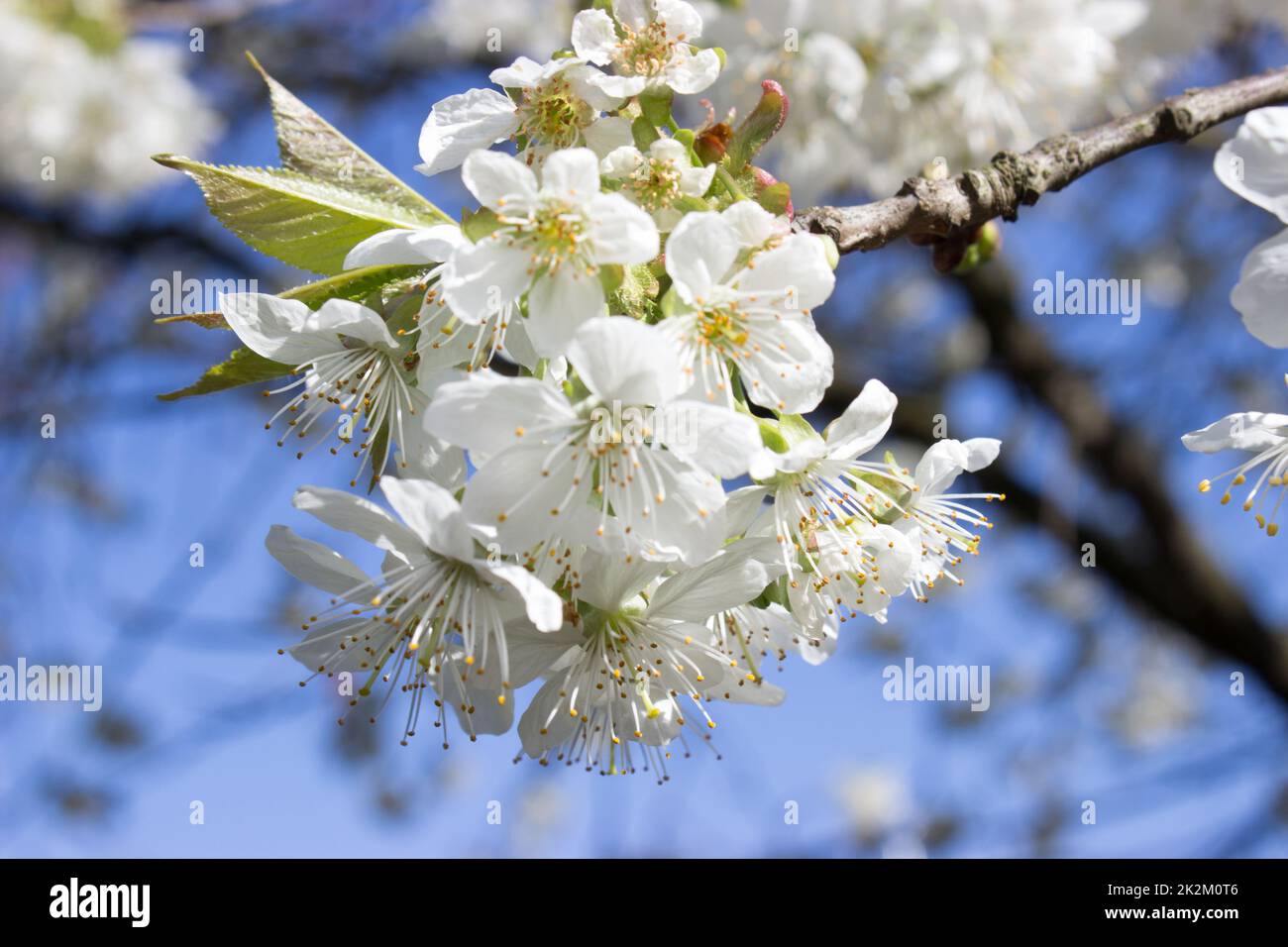 The first spring flowers of cherry tree Stock Photo Alamy