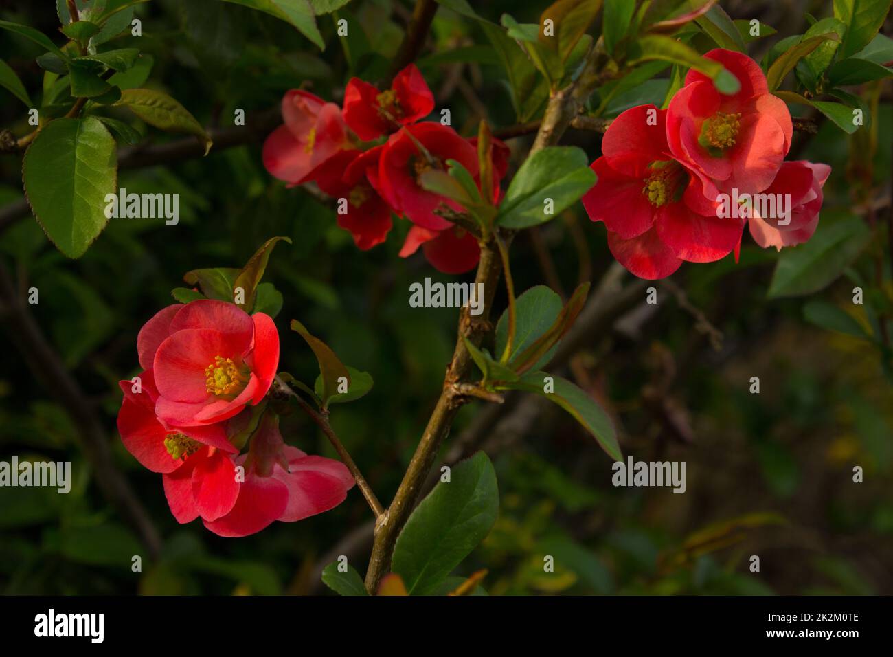 Beautiful first spring flowers quince. Stock Photo