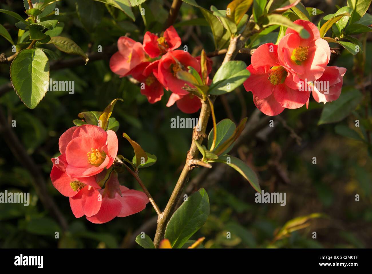 Beautiful first spring flowers quince. Stock Photo