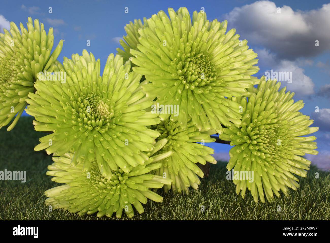 Chrysanthemum bouquet hires stock photography and images Alamy