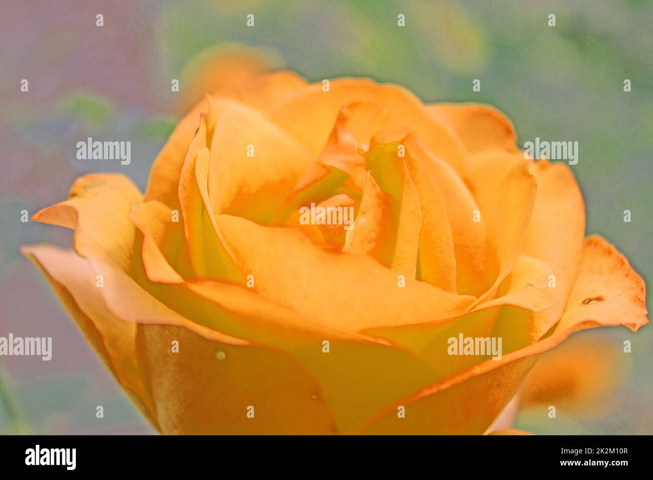 Red rose flower Stock Photo Alamy