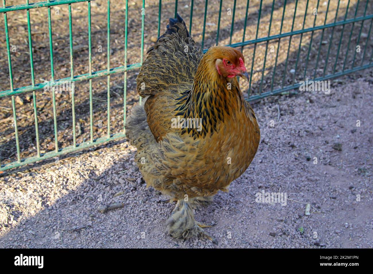 Portrait of a chicken, rooster on the farm. Stock Photo