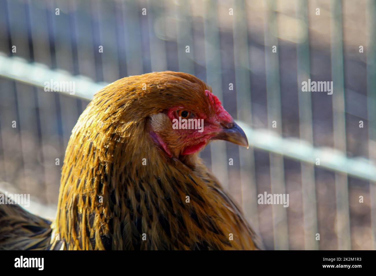Broiler chicken house hi-res stock photography and images - Alamy
