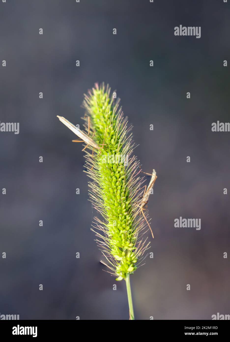 Close up of two specimens of grass ghost on a grass plant. Stock Photo