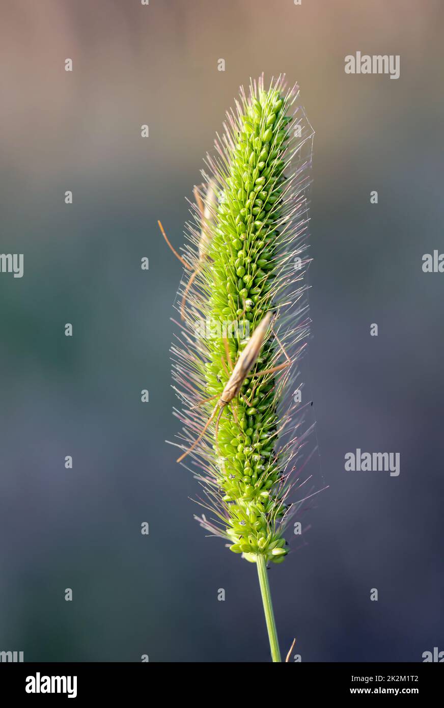 Close up of two specimens of grass ghost on a grass plant. Stock Photo