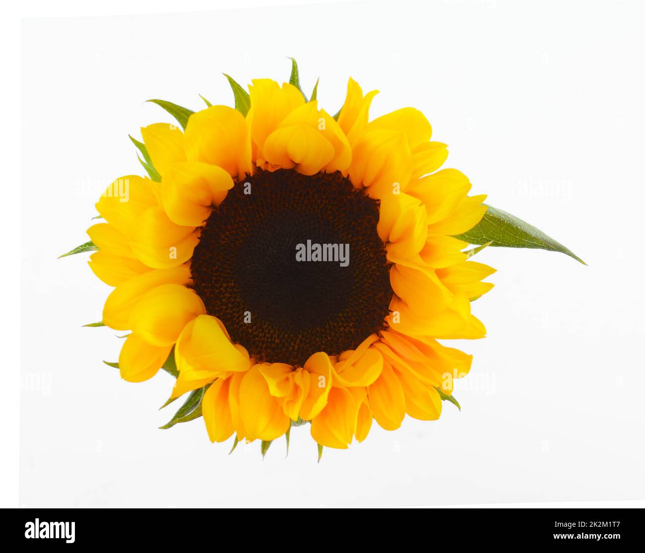 Sunflower isolated on white background Stock Photo - Alamy