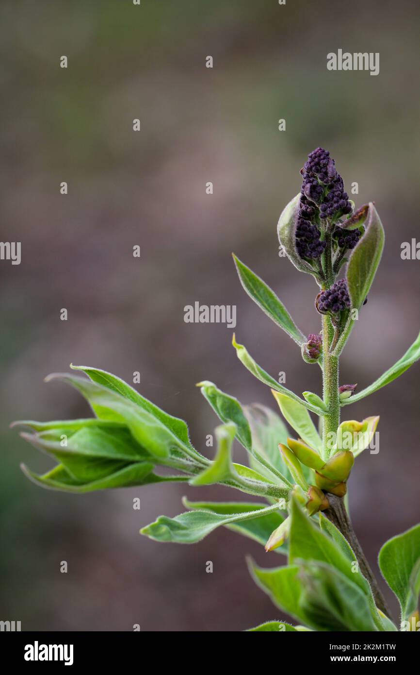 The purple flowers of a plant similar to sage Stock Photo Alamy