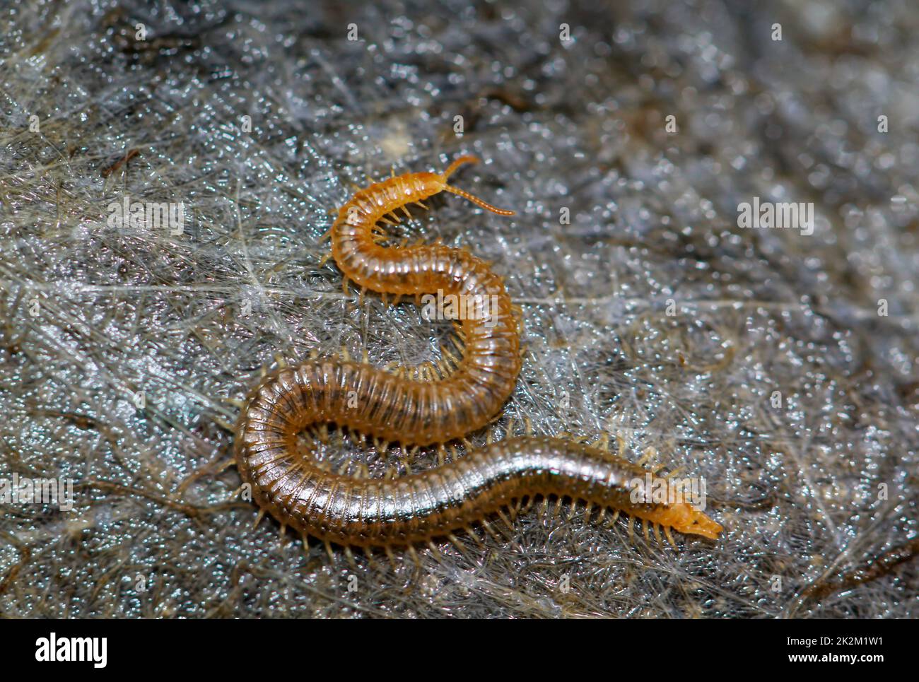 A close-up of a ground centipede, Geophilus carpophagus. Stock Photo