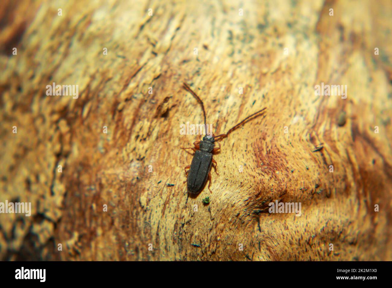 Close-up of a long-horned predatory plate beetle, Uleiota planatus on a piece of bark, wood. Stock Photo