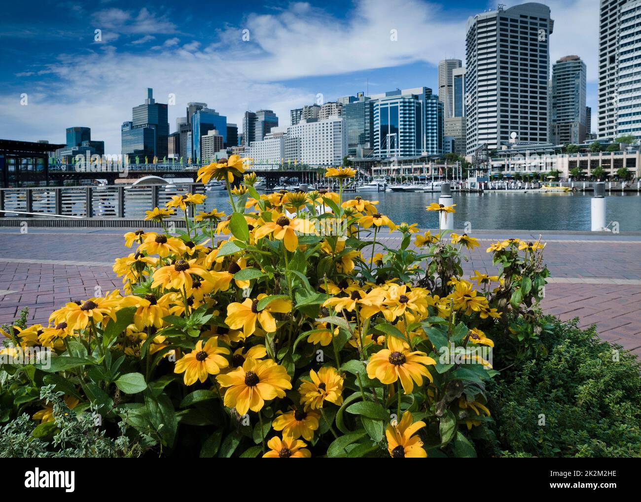 Sydney city skyline flowers hi-res stock photography and images - Alamy