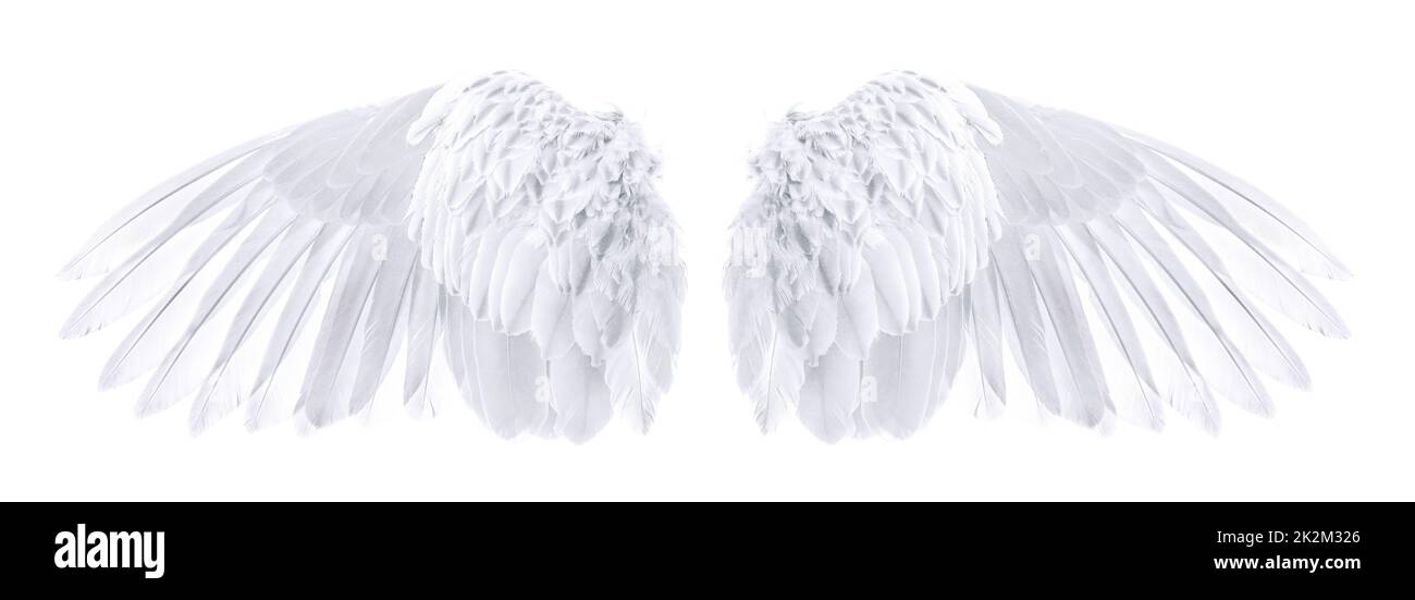 wings of bird isolated on white background Stock Photo - Alamy