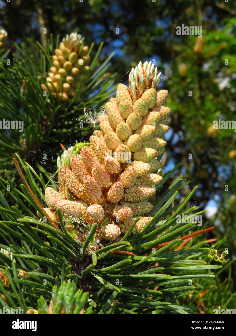 Blooming pine cone, with fresh male blossoms Stock Photo