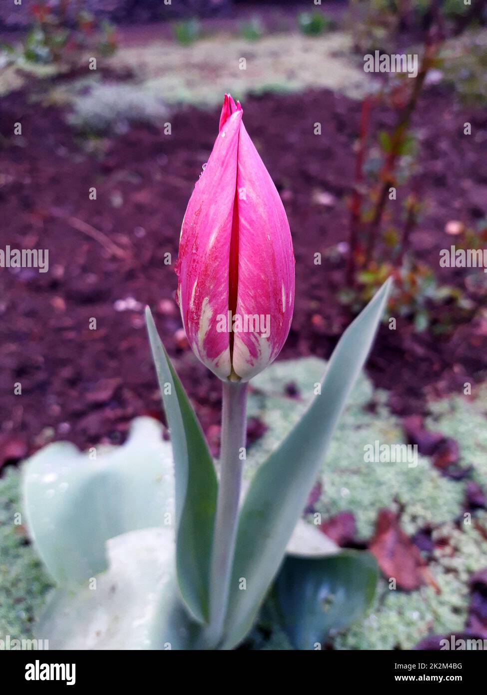 Tulip flower close-up Stock Photo