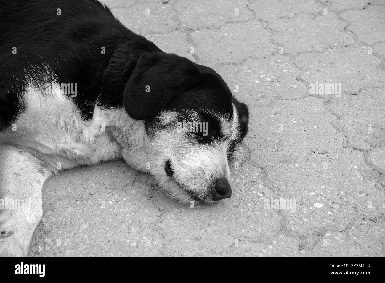 dog lying down with his neck stretched out - close-up sleeping dog - tired dog resting Stock Photo