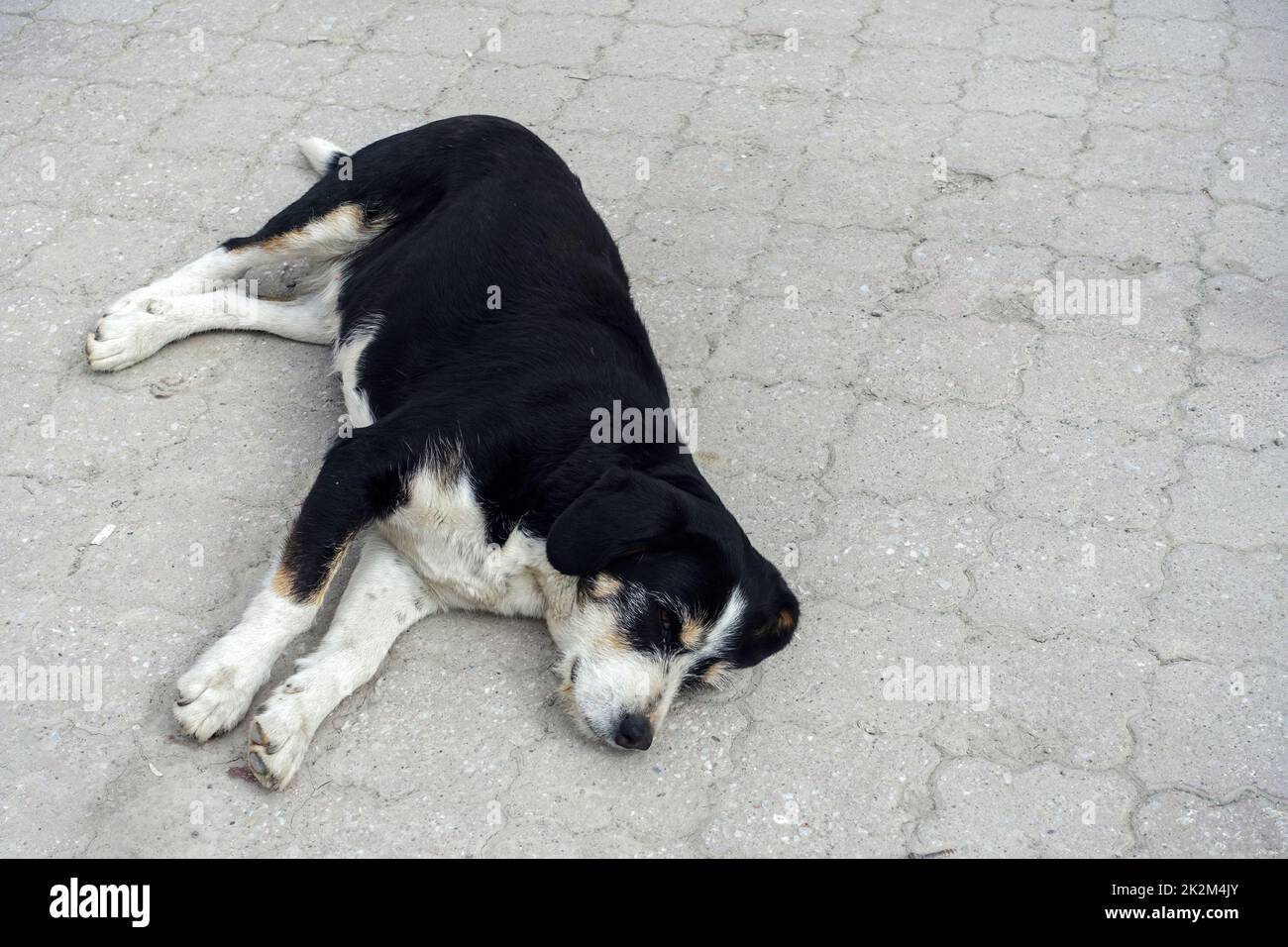 dog lying down with his neck stretched out closeup sleeping dog