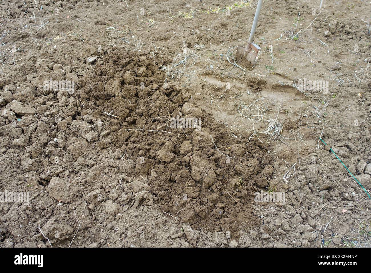 soil preparation for planting in spring, hoeing with a digging shovel Stock Photo