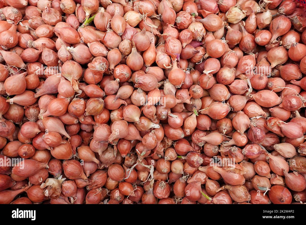 Unpackaged shallot bulbs sold in cloth bags at seed shops, shallot
