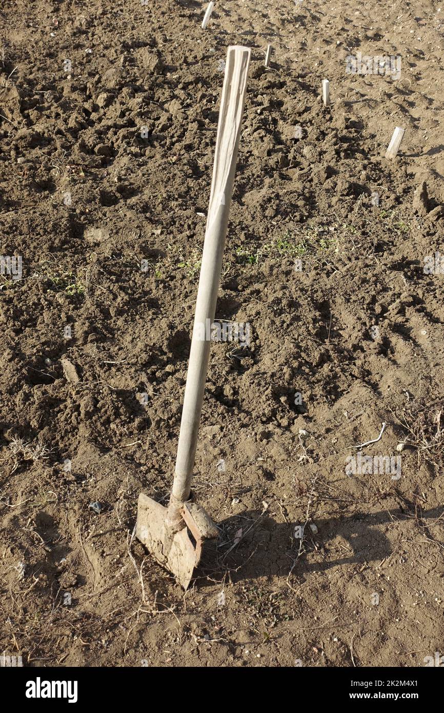 soil preparation for planting in spring, hoeing with a digging shovel Stock Photo