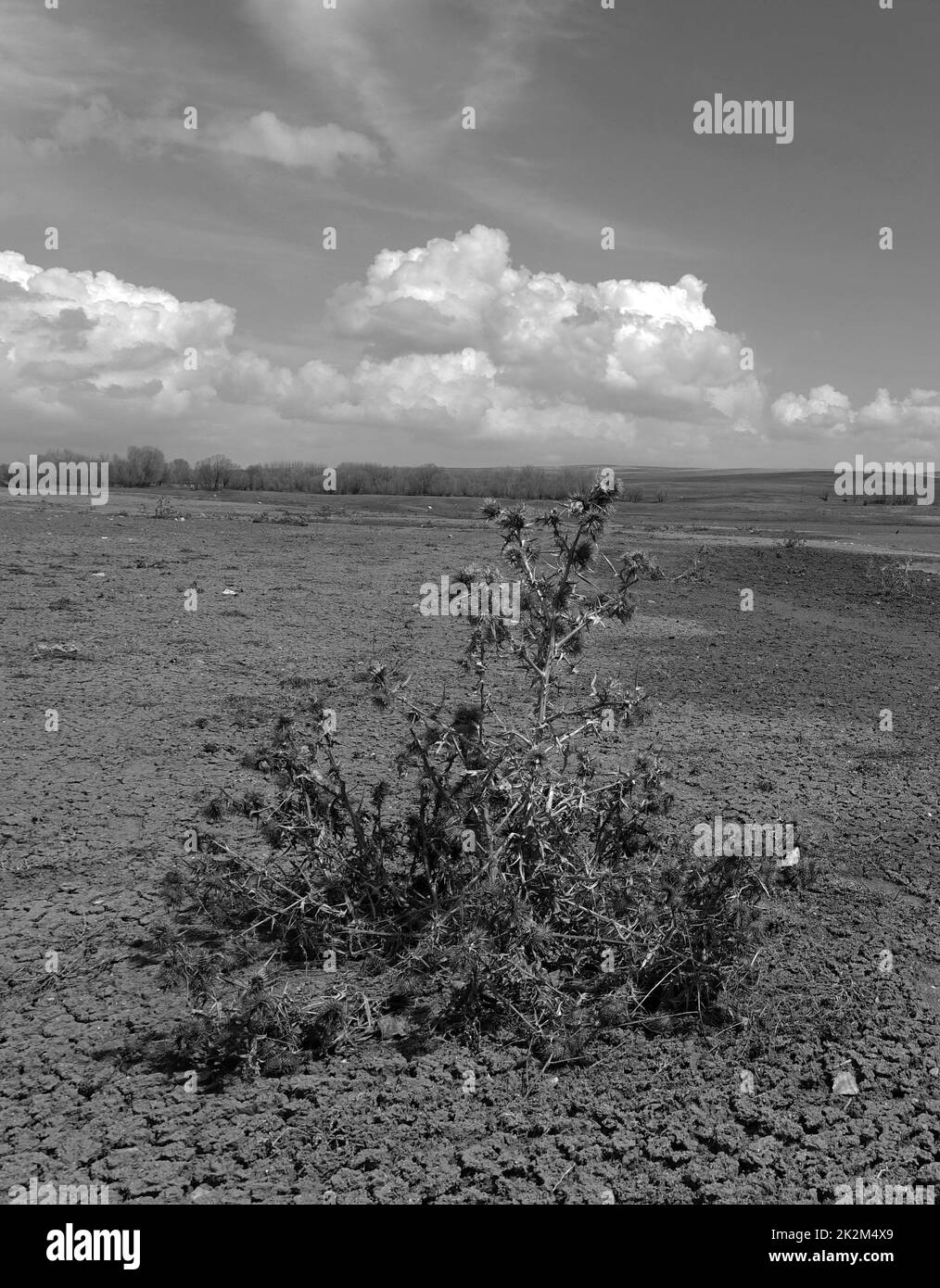 dry thorn rubble from the previous year, dry thorn Stock Photo