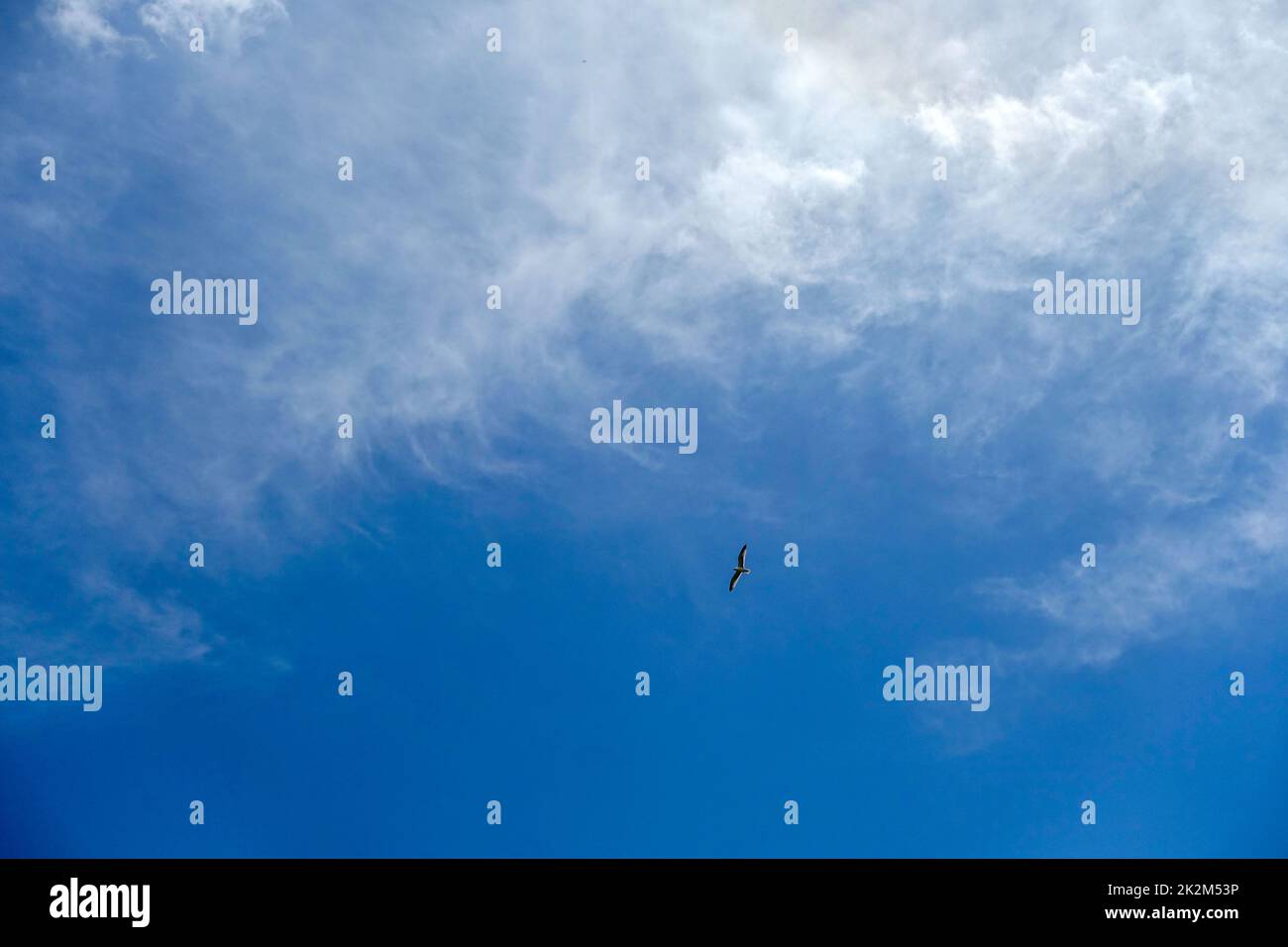 birds flying in the sky and clouds, sky and flying birds scenery, birds flying above the clouds Stock Photo