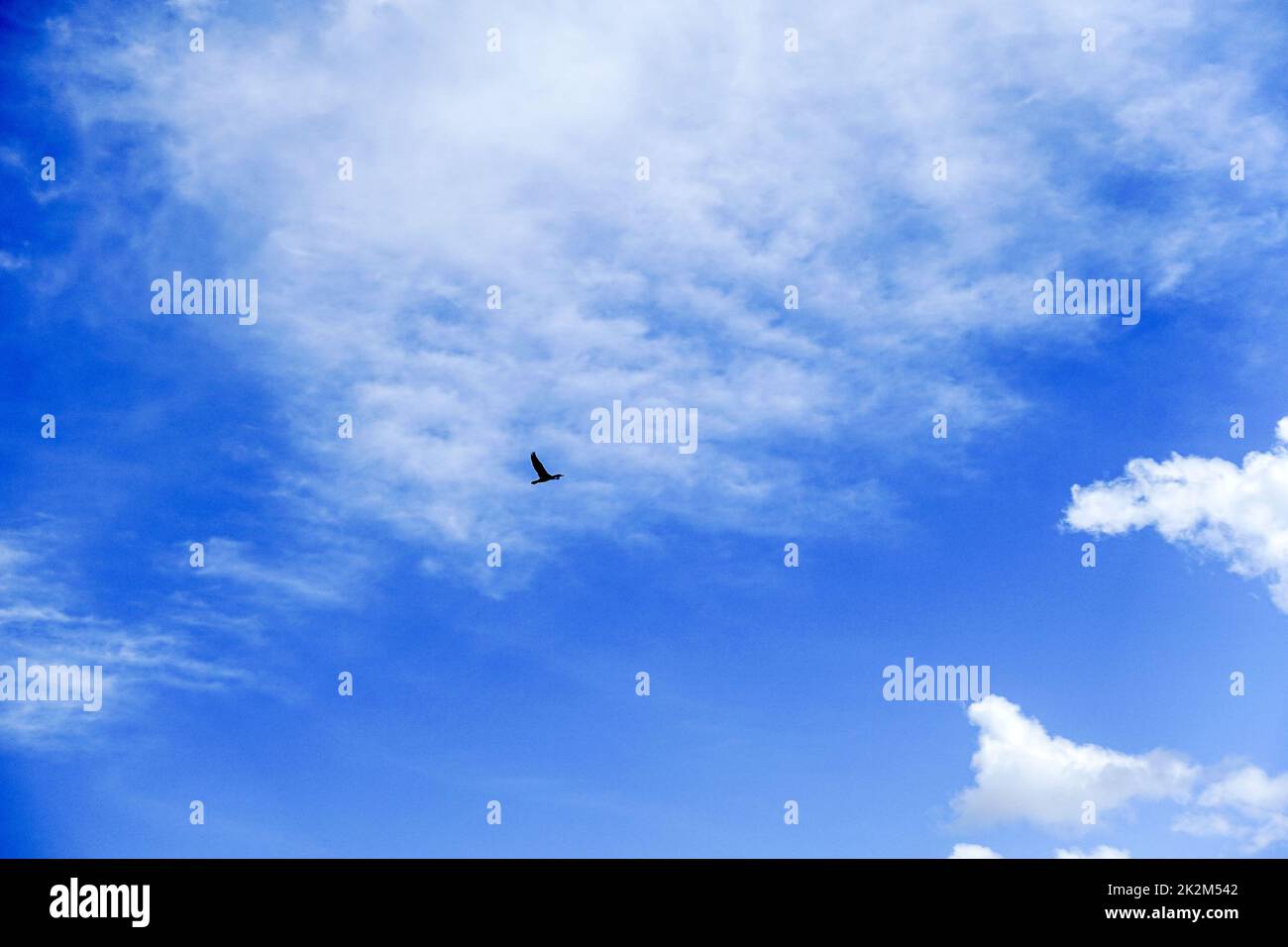 birds flying in the sky and clouds, sky and flying birds scenery, birds flying above the clouds Stock Photo