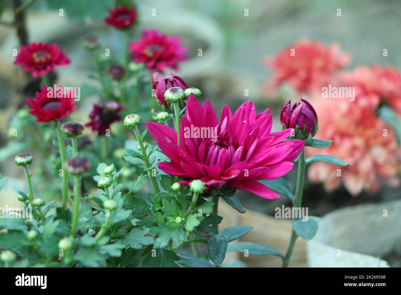 Chrysanthemum chrysanthemums hi-res stock photography and images - Page 3 -  Alamy
