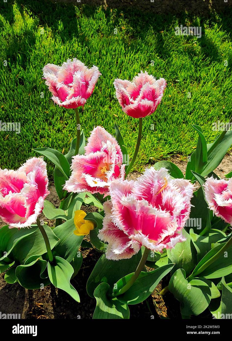 Most beautiful flower hi-res stock photography and images - Alamy