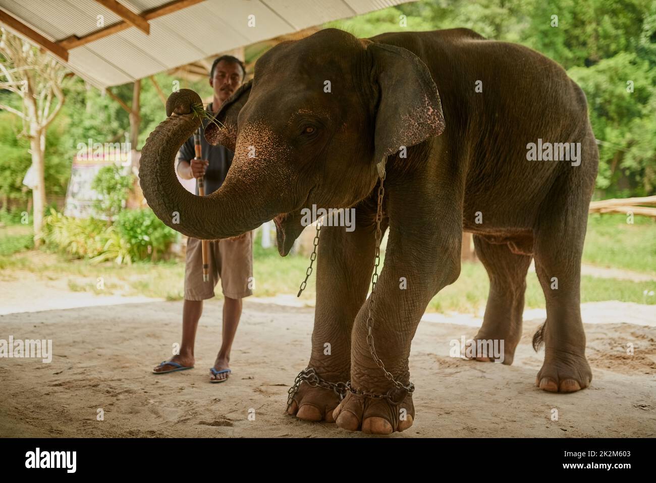 Living a life in chains. Shot of an Indian elephant in and its handler standing under a canopy. Stock Photo