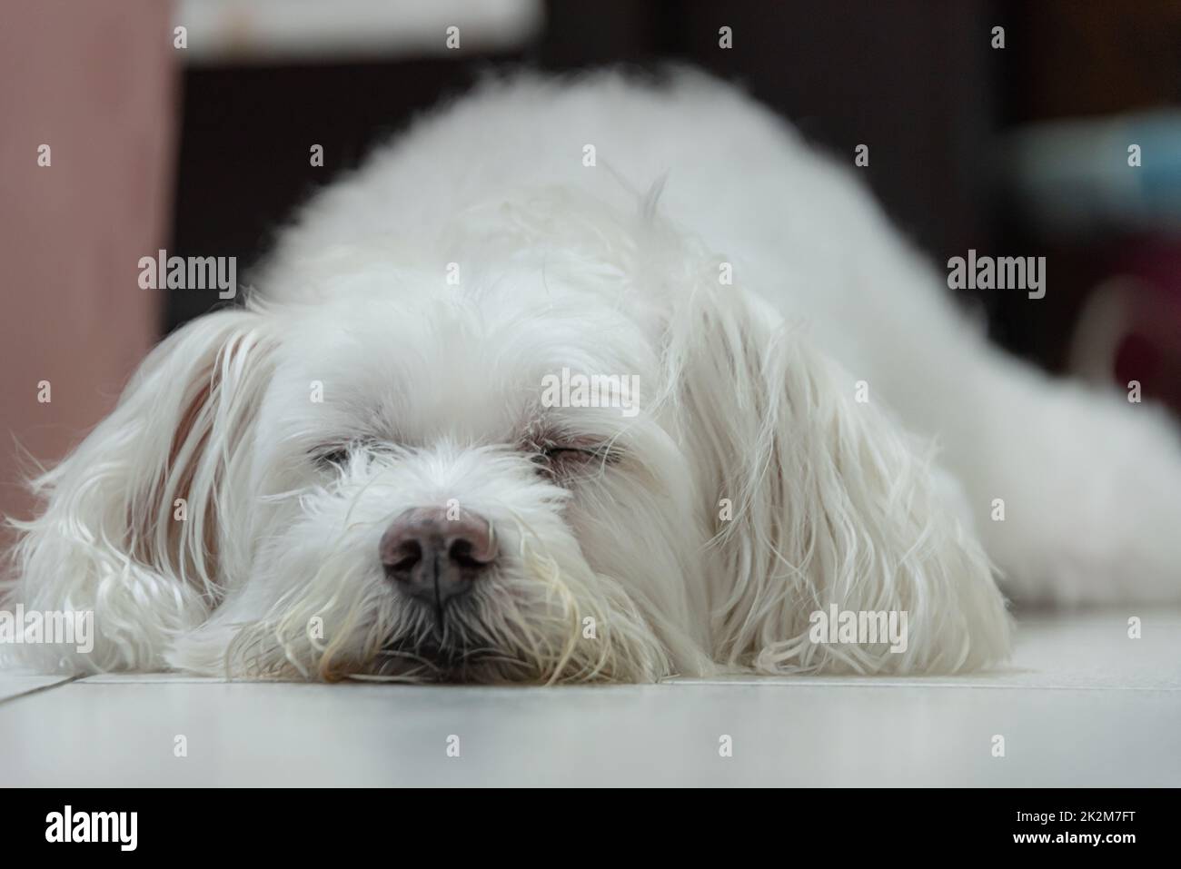 cute white dog portrait who is laying on the floor and sweetly sleeping ...