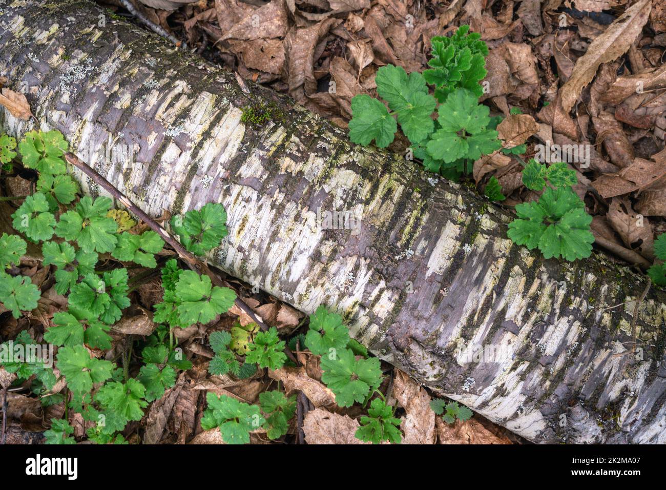 Forest themed background with white birch trunk and clover in a forest of Courel lugo Galicia Stock Photo
